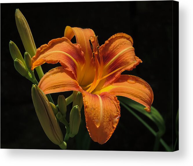 Nature Acrylic Print featuring the photograph Day Lily by Robert Mitchell