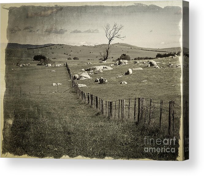 Fences Acrylic Print featuring the digital art Dead tree in the paddock by Fran Woods