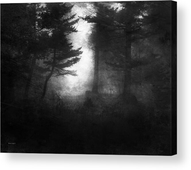 Rabbit Acrylic Print featuring the photograph Deep In The Dark Woods by Theresa Tahara