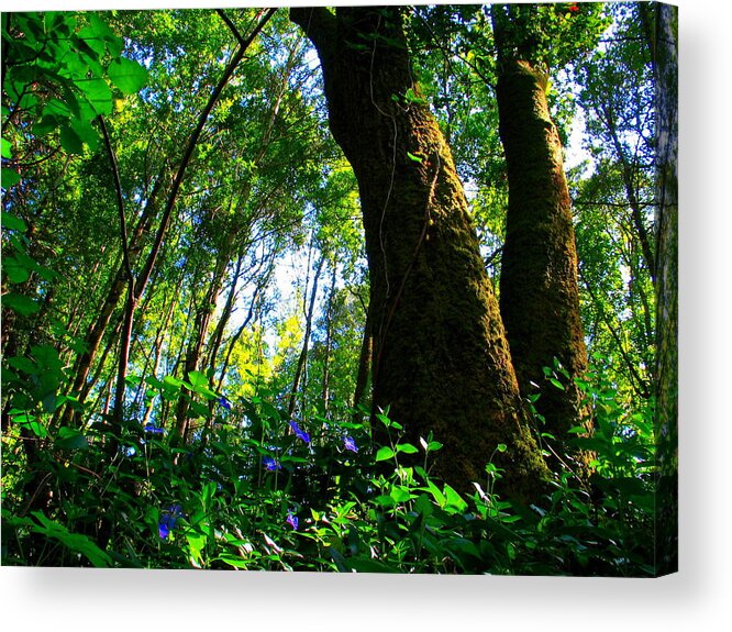 Forest Acrylic Print featuring the photograph Deep In The Forest by Derek Dean