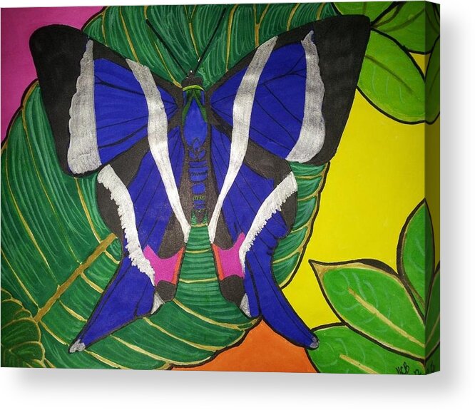 Butterfly Acrylic Print featuring the drawing Descansando by Marcia Brownridge