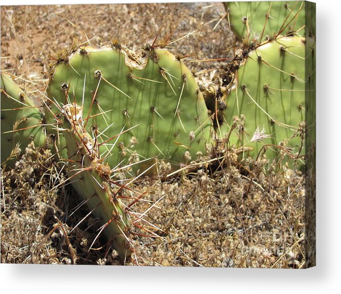 Nature Acrylic Print featuring the photograph Desert Cactus by Julia Stubbe