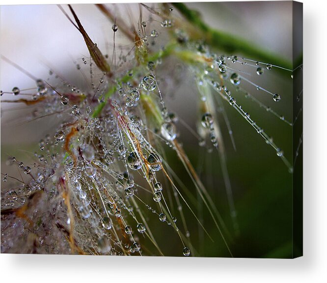 Dew Acrylic Print featuring the photograph Dew on fountain grass by Joe Schofield
