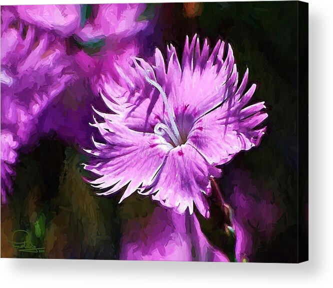 Dianthus Acrylic Print featuring the photograph Dianthus by Ludwig Keck