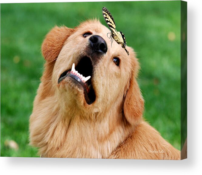 Dog Acrylic Print featuring the photograph Dog And Butterfly by Christina Rollo