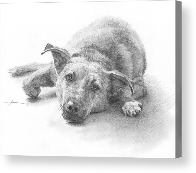 <a Href=http://miketheuer.com Target =_blank>www.miketheuer.com</a> Dog Lazing Pencil Portrait Acrylic Print featuring the drawing Dog Lazing Pencil Portrait by Mike Theuer