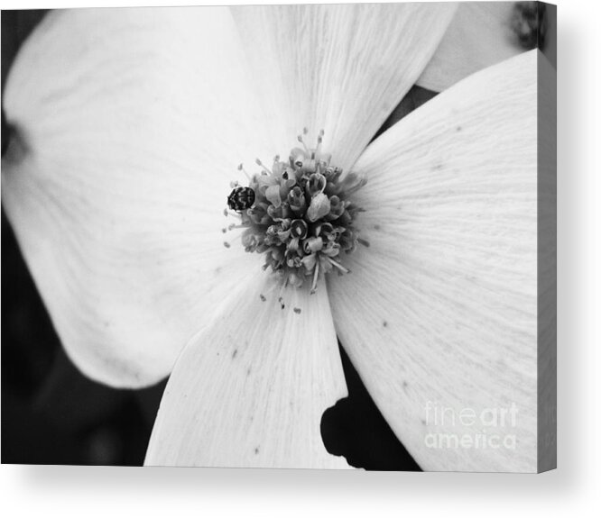 Flower Acrylic Print featuring the photograph Dogwood Black and White 2 by Andrea Anderegg