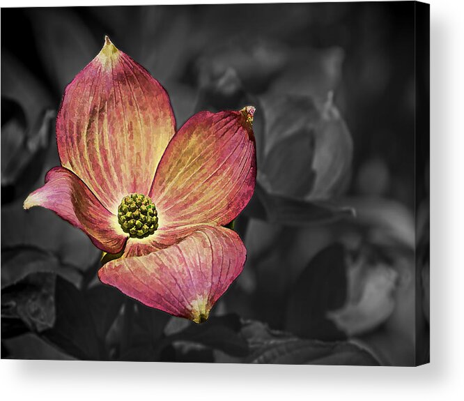Ron Roberts Acrylic Print featuring the photograph Dogwood Bloom by Ron Roberts