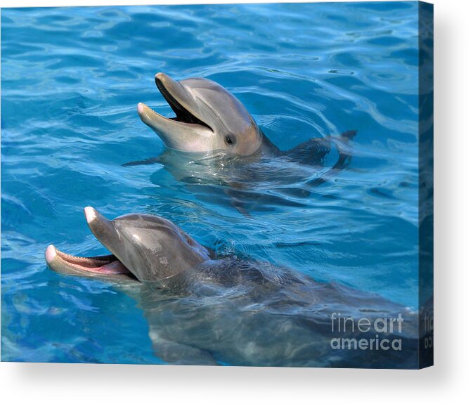 Dolphins Acrylic Print featuring the photograph Dolphins by Kristine Widney