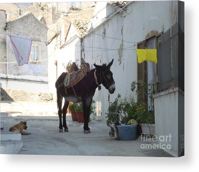 Donkey Acrylic Print featuring the photograph Donkey by Archangelus Gallery