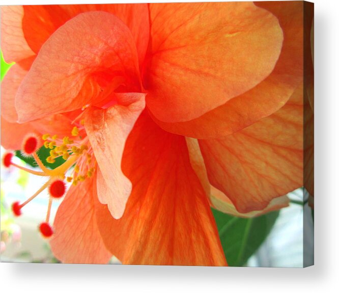 Hibiscus Acrylic Print featuring the photograph Double Peach by Ashley Goforth
