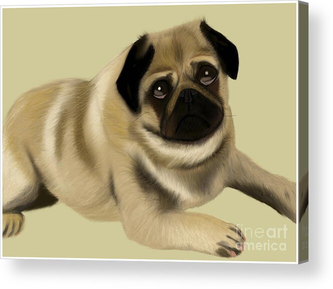  Acrylic Print featuring the painting Doug the Pug by Barefoot Bodeez Art