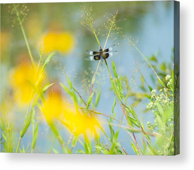 Dragonfly Acrylic Print featuring the photograph Dragonfly Beauty by Stacy Abbott