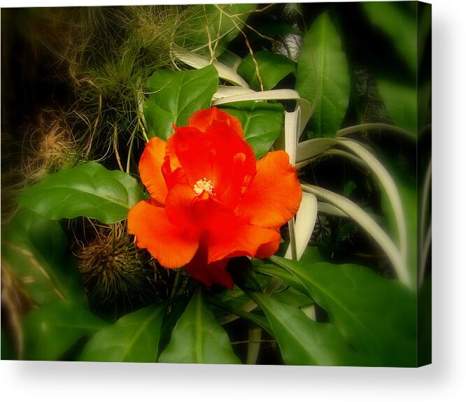 Fine Art Acrylic Print featuring the photograph Dream Flower by Rodney Lee Williams