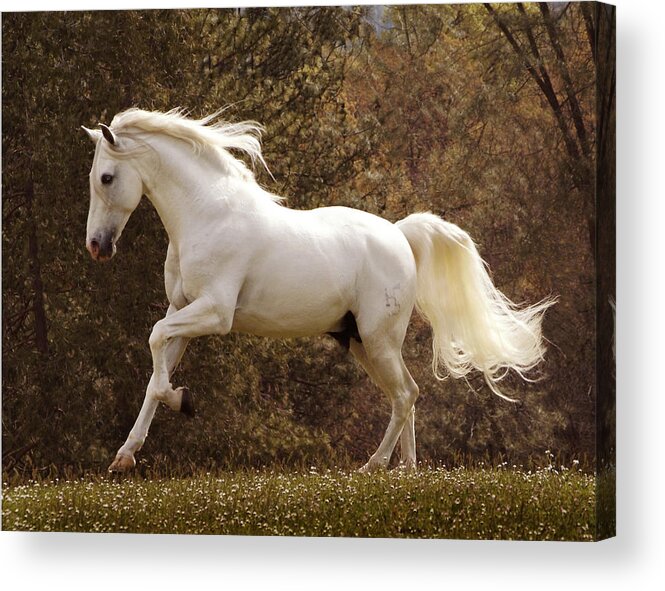 Elegant Horse Acrylic Print featuring the painting Dream Horse by Melinda Hughes-Berland