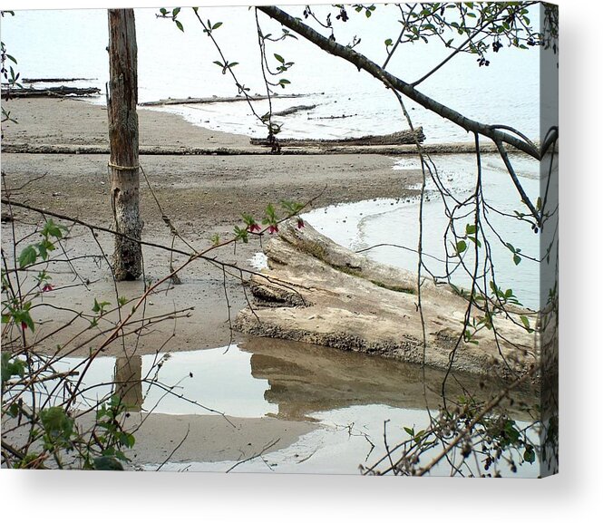 Seascape Acrylic Print featuring the photograph Driftwood Reflections by Wayne Enslow