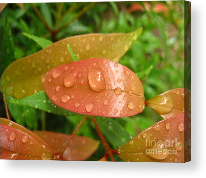 Nature Acrylic Print featuring the photograph Drops On Leave by Michelle Meenawong