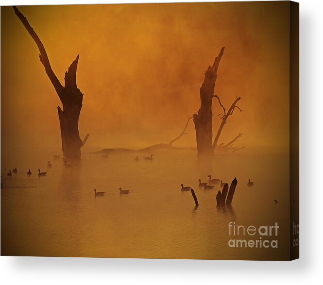 Ducks Acrylic Print featuring the photograph Duck Pond by Elizabeth Winter
