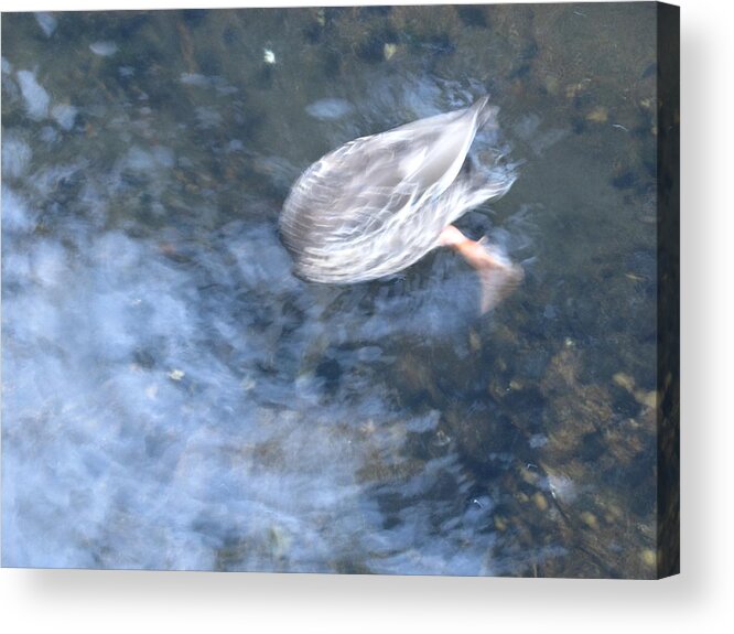 Duck Acrylic Print featuring the photograph There's something in the water 2 by Ingrid Van Amsterdam
