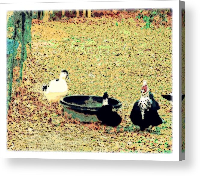 Ducks Acrylic Print featuring the mixed media Ducky Afternoon by YoMamaBird Rhonda