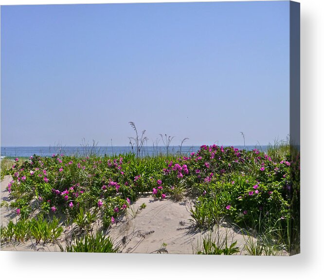 Flowers Acrylic Print featuring the photograph Dune roses by Ellen Paull