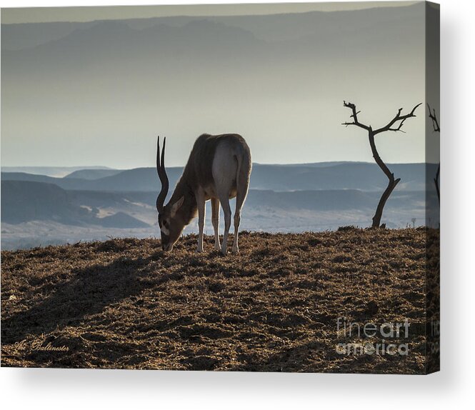 Antelope Acrylic Print featuring the photograph Early breakfast by Arik Baltinester