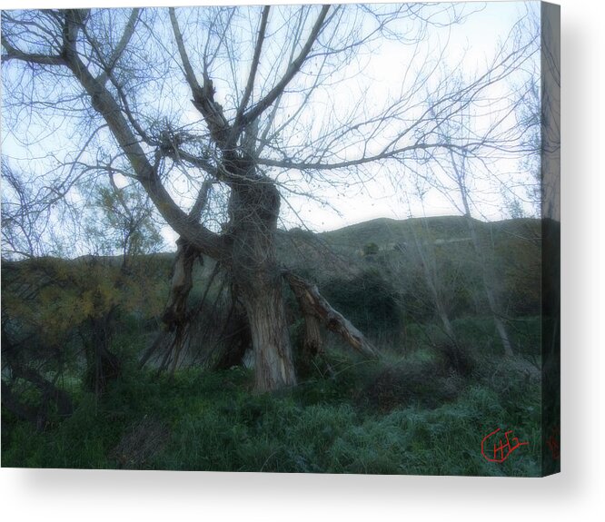 Colette Acrylic Print featuring the photograph Early morning January wild mountain Nature in Spain by Colette V Hera Guggenheim