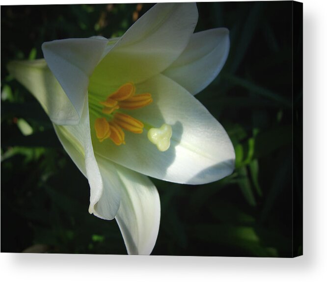 Easter Lily Acrylic Print featuring the photograph Easter Lily II by Stacy Michelle Smith