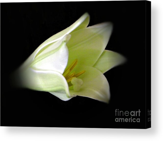 Easter Lily Acrylic Print featuring the photograph Easter Lily by Michelle Frizzell-Thompson