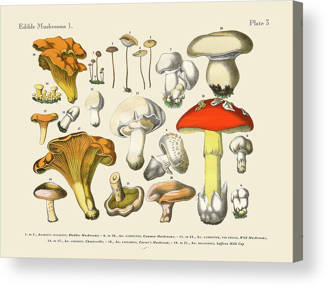White Background Acrylic Print featuring the digital art Edible Mushrooms, Victorian Botanical by Bauhaus1000