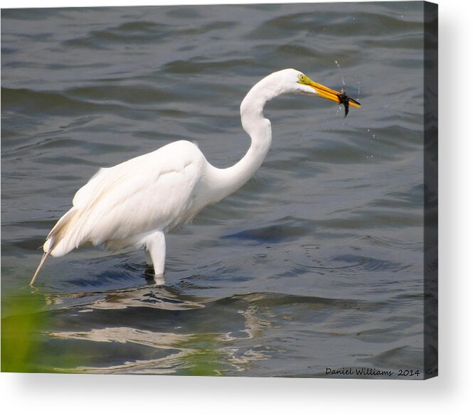 Egret Acrylic Print featuring the photograph Egret at lunch by Dan Williams