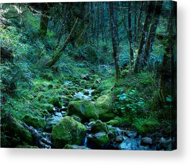 Forest Acrylic Print featuring the photograph Emerald Forest by Nick Kloepping