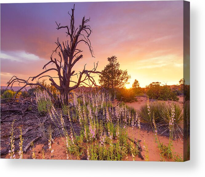 Desert Sunset Acrylic Print featuring the photograph Enchanted by Emily Dickey