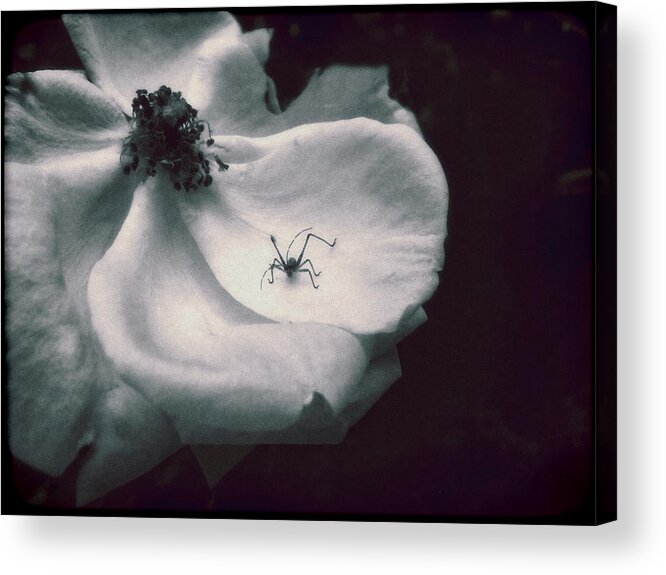 Rose Acrylic Print featuring the photograph English Rose with Visiting Spider by Louise Kumpf
