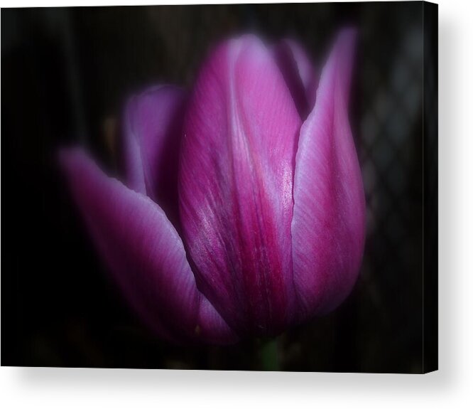 Nature Acrylic Print featuring the photograph Evening Whisper by Lingfai Leung