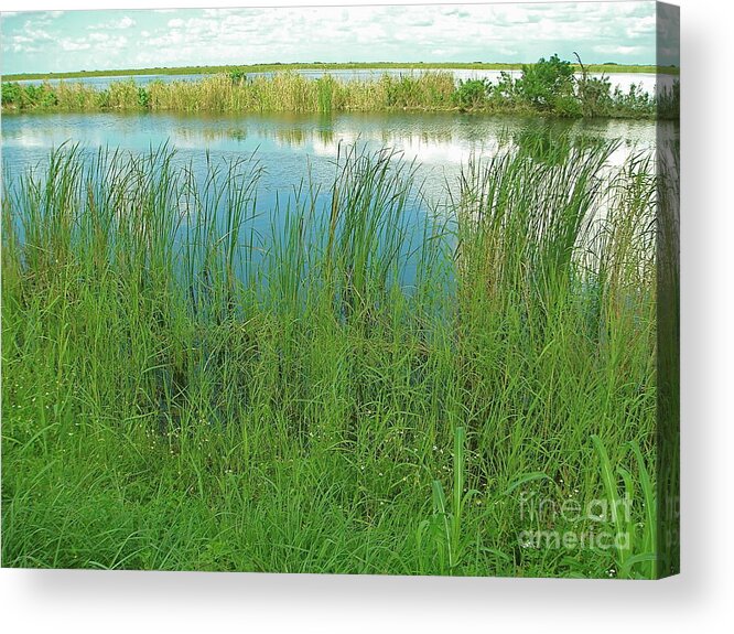 Everglades On A Beautiful Day In Florida Just After A Light Rain. Acrylic Print featuring the photograph Everglades on a beautiful day by Robert Birkenes