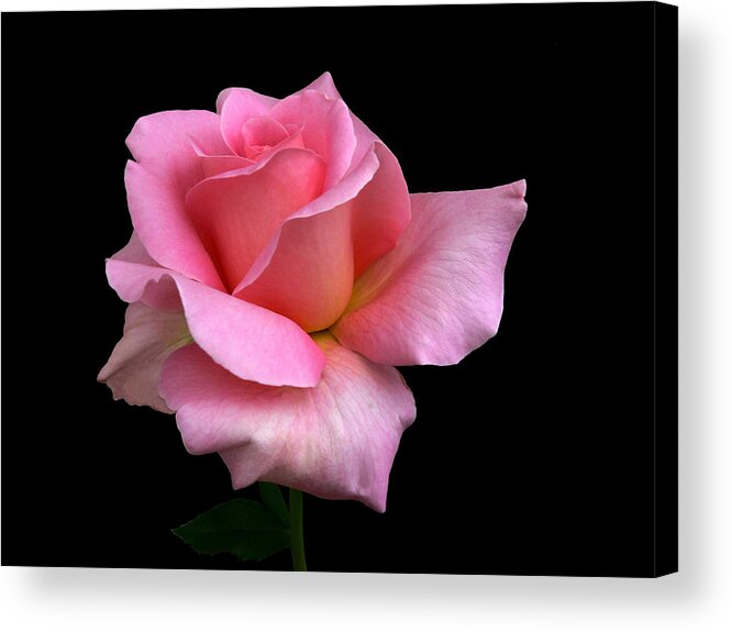 Pink Acrylic Print featuring the photograph Evolvement by Doug Norkum