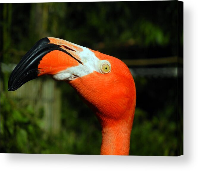Flamingo Acrylic Print featuring the photograph Eye of the Flamingo by Bill Swartwout