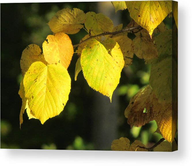 Beech Tree Acrylic Print featuring the photograph Fall Yellow Beech Leaves by David T Wilkinson
