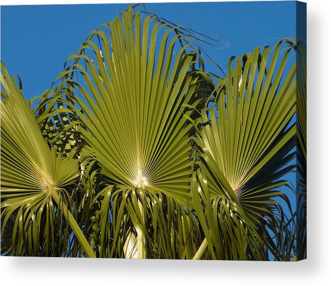 California Acrylic Print featuring the photograph Fan Palm by Steve Ondrus