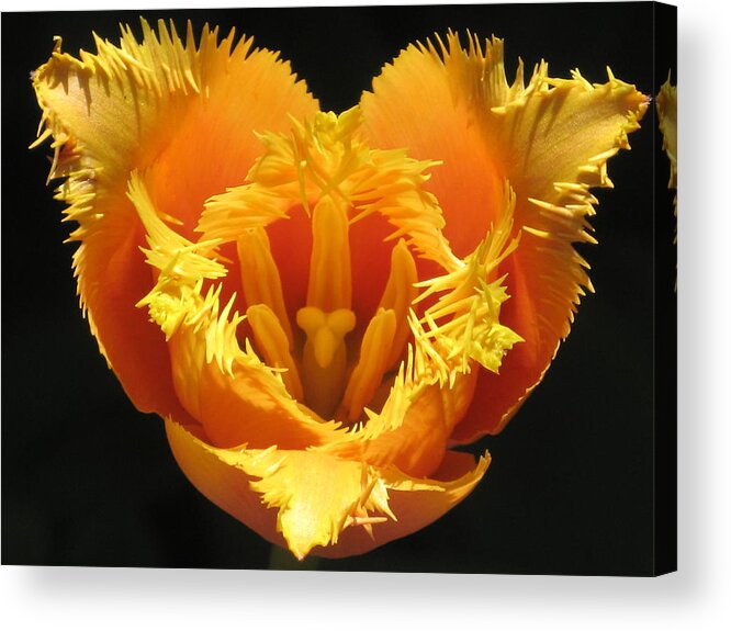 Flower Acrylic Print featuring the photograph Fancy Frills Tulip by Alfred Ng