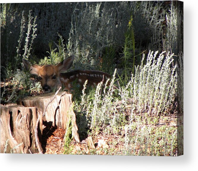 Animal Acrylic Print featuring the photograph Fawn Front Yard Divide CO by Margarethe Binkley