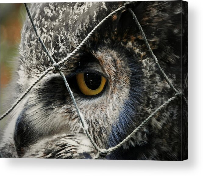 Great Horned Owl Acrylic Print featuring the photograph Feeling Blue by Zinvolle Art