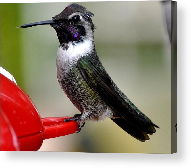 Hummmingbird Acrylic Print featuring the photograph Male Anna On Feeder Perch Posing by Jay Milo