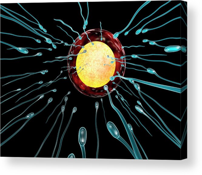 Anatomy Acrylic Print featuring the photograph Fertilisation by Harvinder Singh