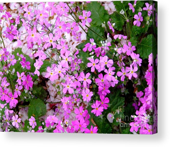 Flower Acrylic Print featuring the photograph First day of Spring by Andrea Anderegg