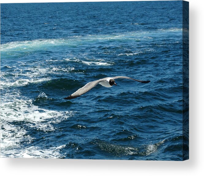 Flight Of The Seagull Acrylic Print featuring the photograph Flight of the Seagull by Dark Whimsy