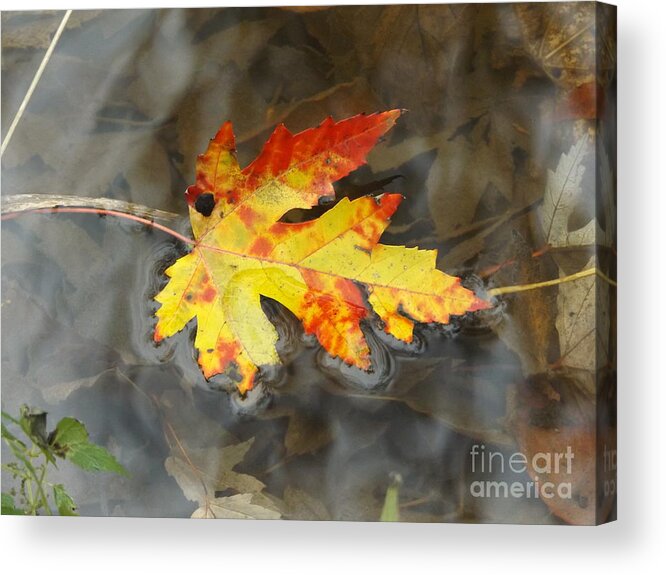 Nature Birch Tree Woods Fall Autumn Outside Trees Water Ripples River Pond Acrylic Print featuring the photograph Floating Autumn Leaf by Erick Schmidt