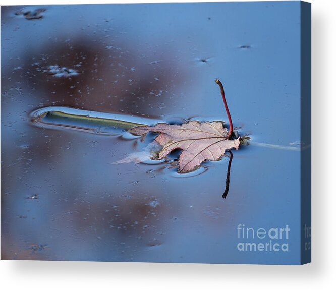 River Acrylic Print featuring the photograph Floating Leaf III by Lili Feinstein