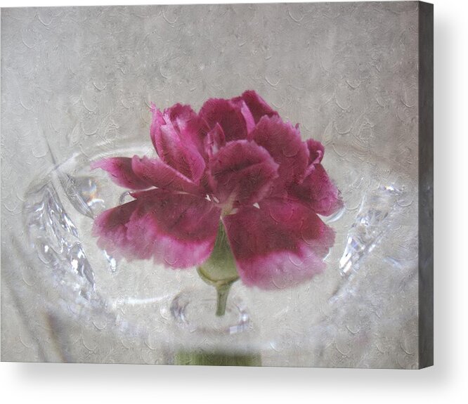 Mini Carnation Acrylic Print featuring the photograph Floating Mini by Annie Adkins